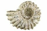 Bumpy Ammonite (Douvilleiceras) Fossil - Madagascar #343811-1